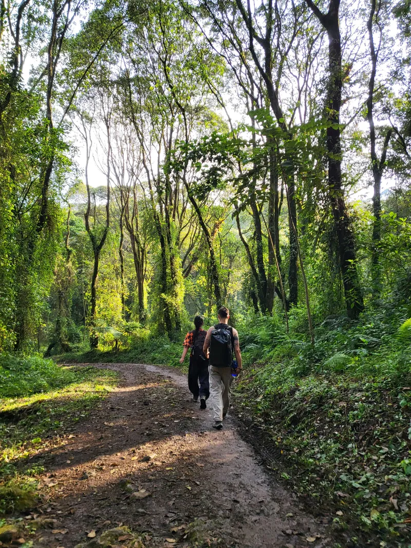 Trekkers on the rainforest trail, Machame Route, Kilimanjaro