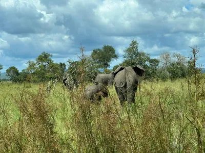 Elephant family crossing open savanna in Tanzania