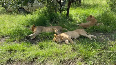 A pride of lions resting beside the safari vehicle track